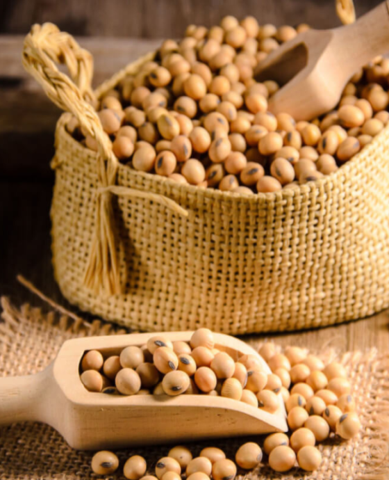 Soy Beans